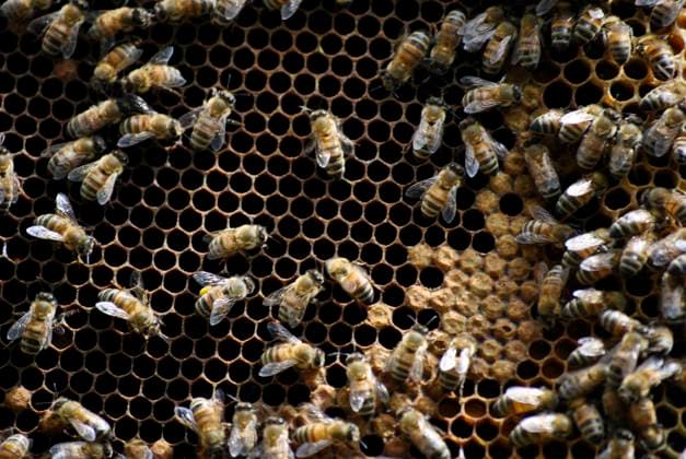 bees making honey , 19804952.jpg, agriculture, animal, apiarist, apiary, apiculture, bee, beehive, beekeeper, beekeeping, bees, blue, box, colony, color, colorful, domestic, ecology, farm, field, fly, frame, garden, grass, green, group, hive, hobby, home, honey, honeycomb, house, insect, meadow, modern, natural, nature, outdoors, pattern, pollinate, rural, summer, sunny, sunshine, swarm, tree, village, wax, wood, wooden, yellow;,