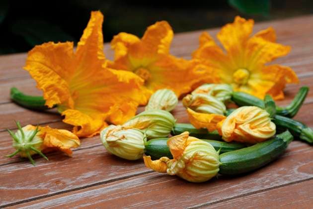 IMAGO Creative, Food, Zucchiniblüten Süddeutsche Küche, frische Zucchiniblüten mit Zucchini (Cucurbita pepo var. giromontiina) auf Holzplatte, vegetarisch, gesunde Küche, kochen, Gemüse, Deutschland, Europa *** Süddeutsche Kitchen, Freshness Zucchini flowers with Zucchini Cucurbita Pepo Var giromontiina at wooden panel, vegetarian, Healthy Kitchen, Cook, Vegetables, Germany, Europe Copyright: imageBROKER KatharinaxHild ibxkah07209631.jpg