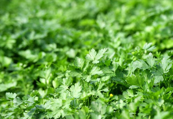 Ukraine Agricultur 8202432 26.05.2022 Herbs parsley are grown in greenhouses of a farm in the Melitopol district of the Zaporizhzhya, Ukraine. RIA Novosti Sputnik Melitopol region Ukraine  Copyright: xRIAxNovostix