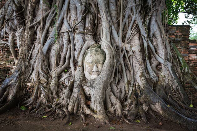 Head of Buddha statue in the tree roots at Wat Mahathat, Ayutthaya, Thailand. , 20312746.jpg, tree, mahathat, wat, thailand, ayutthaya, buddha, monk, head, bangkok, india, wisdom, shiva, landmarks, praying, ruins, travel, statue, myanmar, old, traditional, unesco, forest, ayuthaya, face, prabang, tourism, vietnam, vacation, luang, tropical, angkor, bayon, culture, bagan, stupa, building, buddhism, smile, thai, kaew, temple, sepia, popular, sukhothai, pagoda, looking, ancient, kingdom, roots, meditation, cambodia,