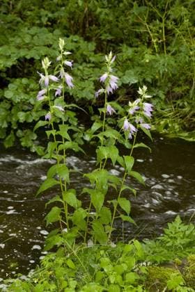  Campanula macrantha, Breitblättrige Glockenblume (Campanula latifolia), Glockenblumengewächse, Giant Bellflower flowering, growing beside upland river, France, August *** Campanula macrantha, broadleaf Bellflower Campanula latifolia , bluebells, Giant bellflower flowering, Growing Beside Upland river, France, August Copyright: imageBROKER/FLPAx/xBobxGibbons iblhoj05610641.jpg