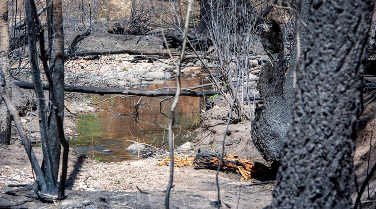 May 31, 2022, USA: Beaver Creek, a tributary to the Gallinas River, flows through forests burned by the Calf Canyon Hermits Peak Fire. Photo shot Tuesday May 29, 2022. The stream is part of Las Vegas water supply. USA - ZUMAab1_ 20220531_zaf_ab1_004 Copyright: xEddiexMoorex