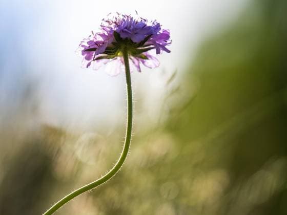  Acker-Witwenblume (Knautia arvensis), Wiesen-Knautie, Leoben, Steiermark, Österreich, Europa *** Acker Widow s Flower Knautia arvensis , Meadows knautie, Leoben, styria, Austria, Europe Copyright: imageBROKER/Karl-HeinzxSchein ibxksc08311337.jpg