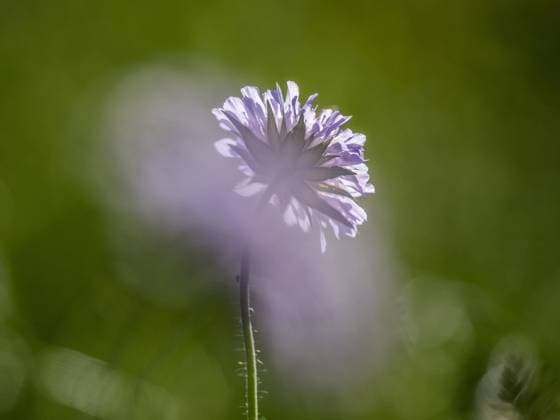  Acker-Witwenblume (Knautia arvensis), Wiesen-Knautie, Leoben, Steiermark, Österreich, Europa *** Acker Widow s Flower Knautia arvensis , Meadows knautie, Leoben, styria, Austria, Europe Copyright: imageBROKER/Karl-HeinzxSchein ibxksc08311340.jpg