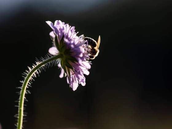  Acker-Witwenblume (Knautia arvensis), Wiesen-Knautie, Leoben, Steiermark, Österreich, Europa *** Acker Widow s Flower Knautia arvensis , Meadows knautie, Leoben, styria, Austria, Europe Copyright: imageBROKER/Karl-HeinzxSchein ibxksc08311355.jpg