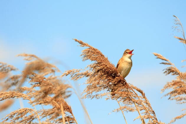 IMAGO Nature: Unsere Erde, Ressourcen, Wind wild bird in their natural habitat, nature series , 21092746.jpg, animal, avian, background, beak, beautiful, beauty, bird, black, blue, branch, bright, brown, color, colorful, cute, fauna, feather, feathers, flight, fly, flying, forest, green, landscape, male, natural, nature, ornithology, outdoors, park, peace, perch, perching, pretty, red, sky, small, songbird, spring, summer, tit, tree, water, white, wild, wildlife, wing, winter, yellow, zoo,