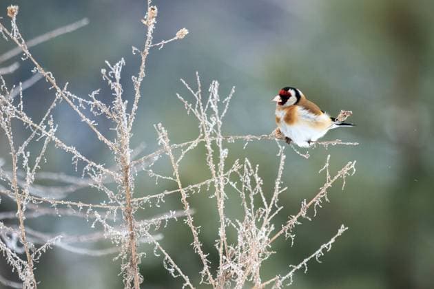 IMAGO Creative, Jahreszeit Frühling, Licht und Sonne wild bird in their natural habitat, nature series , 21100210.jpg, air, animal, animals, background, beautiful, bird, birds, black, blue, cloud, color, day, ecological, fauna, feather, flight, flock, fly, flying, formation, free, freedom, group, lake, landscape, life, light, many, motion, natural, nature, ornithology, outdoor, outdoors, red, sea, season, silhouette, sky, spring, summer, sun, sunrise, sunset, wallpaper, white, wild, wildlife, wing, wings,