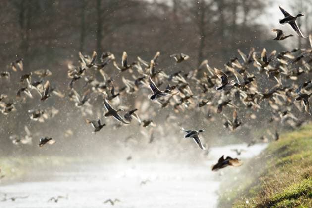 IMAGO Creative, Jahreszeit Frühling, Licht und Sonne many birds in their natural habitat, nature series , 21100878.jpg, air, animal, animals, background, beautiful, bird, birds, black, blue, cloud, color, day, ecological, fauna, feather, flight, flock, fly, flying, formation, free, freedom, group, lake, landscape, life, light, many, motion, natural, nature, ornithology, outdoor, outdoors, red, sea, season, silhouette, sky, spring, summer, sun, sunrise, sunset, wallpaper, white, wild, wildlife, wing, wings,