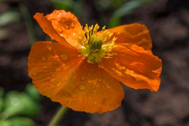  Islandmohn (Papaver nudicaule) mit Tautropfen, Botanischer Garten, Erlangen, Mittelfranken, Bayern, Deutschland, Europa *** Iceland poppy Papaver nudicaule with dewdrop, Botanist Garden, Gain, Middle Franconia, Bavaria, Germany, Europe Copyright: imageBROKER/HelmutxMeyerxzurxCapellen ibxmzc08302580.jpg