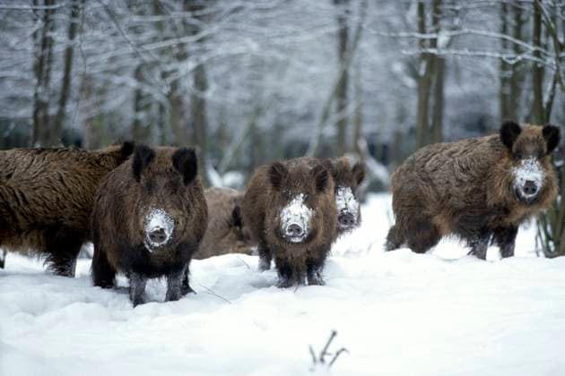 Wildschwein, Wild-Schwein, Schwarzwild (Sus scrofa), Rotte im Schnee, Deutschland wild boar, pig, wild boar (Sus scrofa), group in snow, Germany BLWS667910 *** Wild boar, Wild Pig, Wild boars Sus scrofa , Rotte at Snow, Germany Wild board, pig, Wild Boar Sus scrofa , Group in snow Germany BLWS667910 Copyright: xblickwinkel S.xMeyersx