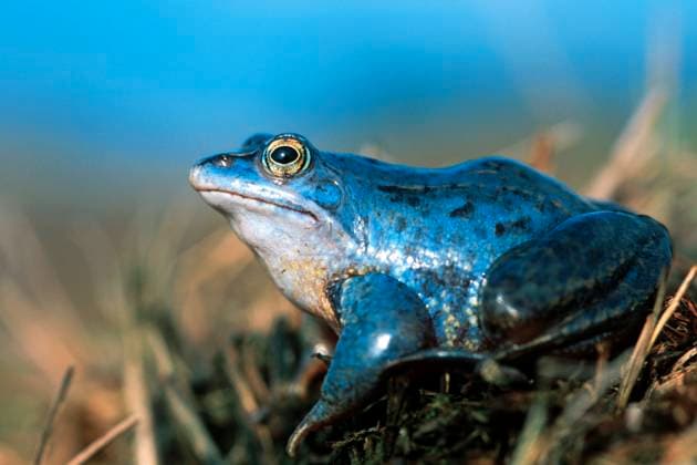 Moorfrosch, Moor-Frosch (Rana arvalis), Maennchen in Balzfaerbung, Deutschland, Diepholzer Moorniederung moor frog (Rana arvalis), male in nuptial colouration, Germany, Diepholzer Moorniederung BLWS667913 *** moor frog, Moor Frog Rana Arvalis , Men in courtship coloring, Germany, Diepholzer Moorniederung Moor Frog Rana Arvalis , Male in nuptial coloring, Germany, Diepholzer Moorniederung BLWS667913 Copyright: xblickwinkel B.xTrappx