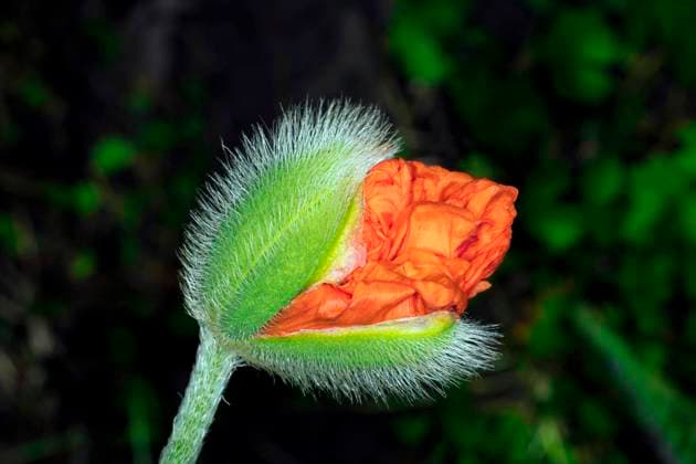  Aufblühende Knospe eines Orientalischen Mohn (Papaver orientale) *** blossoming Bud one oriental Mohn Papaver Orientale Copyright: imageBROKER/SiegraxAsmoel ibxasm08301869.jpg