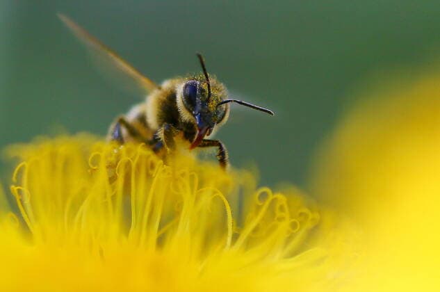 IVANOVO REGION, RUSSIA â€“ JUNE 4, 2022: A bee sits on a flower. Vladimir Smirnov TASS  TS13406B