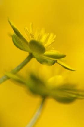  Scharbockskraut, Feigwurz, Frühlingsscharbockskraut, Frühlingsscharbockskraut, Frühlings-Scharbockskraut (Ranunculus ficaria), Frühlings-Scharbockskraut, Hahnenfußgewächse, Lesser Celandine close-up of Sheffield, South Yorkshire, England, Großbritannien, Europa *** lesser celandine, Figroot, spring celandine, spring celandine, Spring Lesser Celandine Ranunculus ficaria , Spring lesser celandine, ranunculus, Lesser Celandine Close up of sheffield, South Yorkshire, England, Great Britain, Europe Copyright: imageBROKER/FLPAx/xPaulxHobson iblhoj05606693.jpg