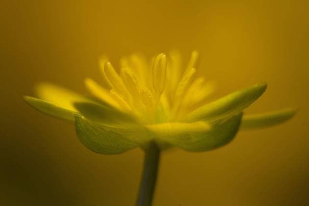  Scharbockskraut, Feigwurz, Frühlingsscharbockskraut, Frühlingsscharbockskraut, Frühlings-Scharbockskraut (Ranunculus ficaria), Frühlings-Scharbockskraut, Hahnenfußgewächse, Lesser Celandine close-up of flower, Sheffield, South Yorkshire, England, Großbritannien, Europa *** lesser celandine, Figroot, spring celandine, spring celandine, Spring Lesser Celandine Ranunculus ficaria , Spring lesser celandine, ranunculus, Lesser Celandine Close up of flowers sheffield, South Yorkshire, England, Great Britain, Europe Copyright: imageBROKER/FLPAx/xPaulxHobson iblhoj05606699.jpg
