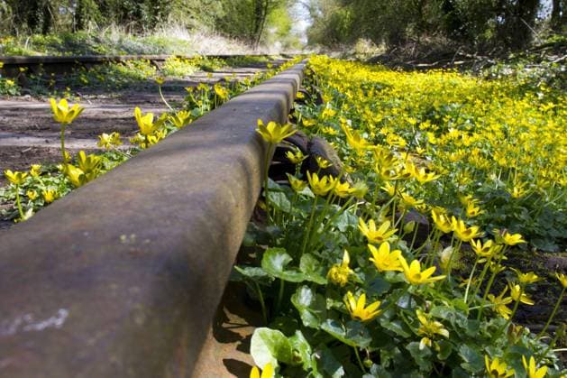  Scharbockskraut, Feigwurz, Frühlingsscharbockskraut (Ranunculus ficaria), Hahnenfußgewächse, Lesser Celandine flowering maß, growing along disused industrial railway *** lesser celandine, Figroot, Spring Celandine Ranunculus ficaria , ranunculus, Lesser Celandine flowering measure, Growing Along Disused Industrial Railway Copyright: imageBROKER/FLPAx/xRichardxBecker iblhoj05606703.jpg