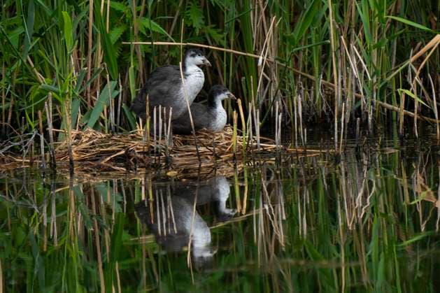 Zwei junge Blesshühner (Fulica atra) in ihrem Nest im See Torfstich 1 in Berlin-Buch. Foto: Volker Hohlfeld Blesshuhn-Nachwuchs *** Two young coots Fulica atra in their nest in the lake Torfstich 1 in Berlin Buch Photo Volker Hohlfeld coot offspring