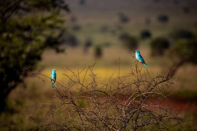 IMAGO Nature: Unsere Erde, Naturschutz, Naturschutzgebiete in Afrika Erwachsene Abessinische Blauracke (Coracias abyssinica), auf kargem Busch, Tsavo-National Park, Kenia, Afrika *** Adults Abessinische European Roller Coracias abyssinica , at meagre Bush, Tsavo National Park, Kenya, Africa Copyright: imageBROKER JanxWehnert ibxjwe08318887.jpg