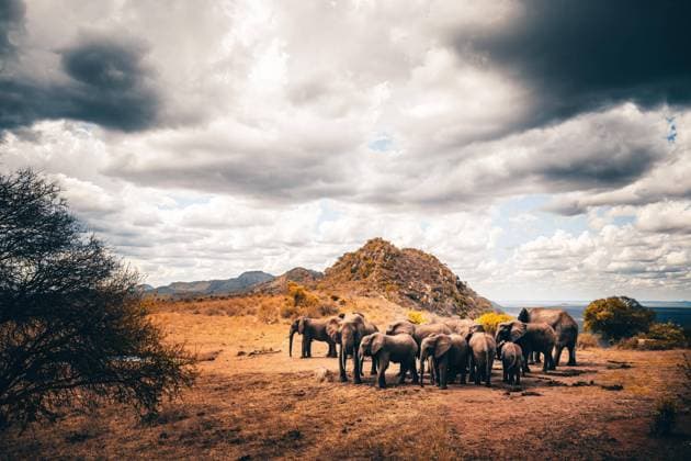 IMAGO Nature: Unsere Erde, Naturschutz, Naturschutzgebiete in Afrika Afrikanische Elefanten (Loxodonta africana) Herde am Wasserloch, Säugetier im Tsavo East National Park, Kenia, Ostafrika, Afrika *** African Elephants Loxodonta africana Herd on waterhole, Mammal at Tsavo East National Park, Kenya, East Africa, Africa Copyright: imageBROKER JanxWehnert ibxjwe08319132.jpg