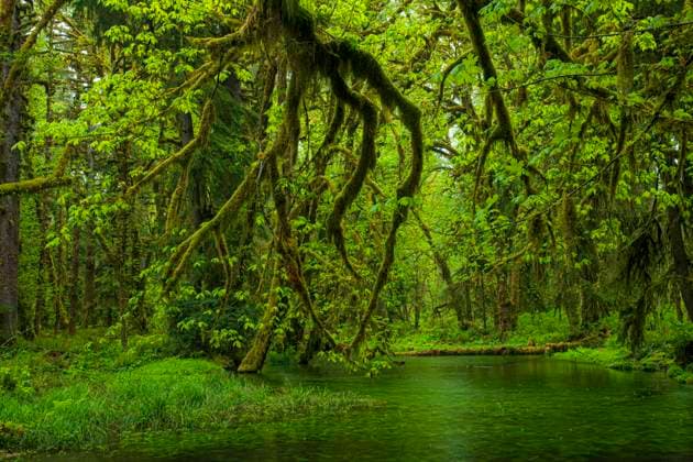 IMAGO Nature: Unsere Erde, Umweltverträgliche Herausforderungen des 21. Jahrhunderts, Regenwald USA,Washington, Olympic Mational Park, Quinault Rain Forest, Maple Glade Rain Forest Trail Quinault 