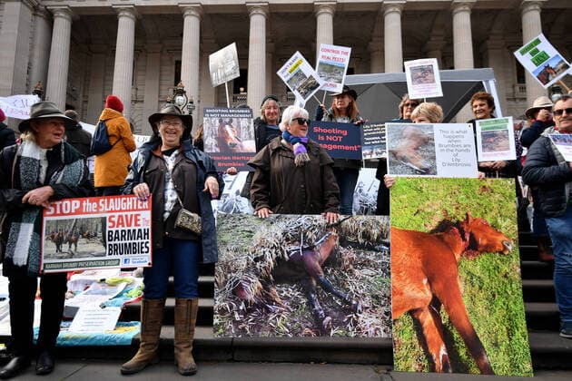 News Themen der Woche KW23 News Bilder des Tages VICTORIA PARLIAMENT SITTING, Protestors hold placards during a rally against the shooting of brumbies inside national parks at Victorian Parliament in Melbourne, Wednesday, June 8, 2022. The Victorian opposition has vowed to stop the controversial killing of wild horses across the state, if it wins the November election. ( NO ARCHIVING, EDITORIAL USE ONLY, NO USE IN BOOKS WITHOUT CONSENT MELBOURNE VIC AUSTRALIA  Copyright: xJOELxCARRETTx 20220608001667382620
