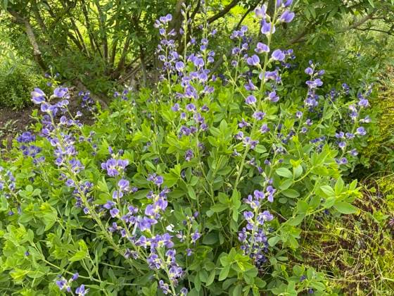 Faerberhuelse, Baptisia tinctoria, ist eine wichtige Heilpflanze mit blauen Blueten und wird viel in der Medizin verwendet. Sie ist eine Staude und gehoert zu den Faerber-Pflanzen. Shell dyer, Baptisia tinctoria, is an important medicinal plant with blue flowers and is widely used in medicine. It is a perennial and belongs to the dyer plants. Faerberhuelse, Baptisia australis, Tinctoria, Indigolupine *** Shell dyer, Baptisia tinctoria, is an important medicinal plant with blue flowers and is widely used in medicine It is a perennial and belongs to the dyer plants Shell dyer, Baptisia tinctoria, is an important medicinal plant with blue flowers and is widely used in medicine It is a perennial and belongs to the dyer plants Faerberhuelse, Bap