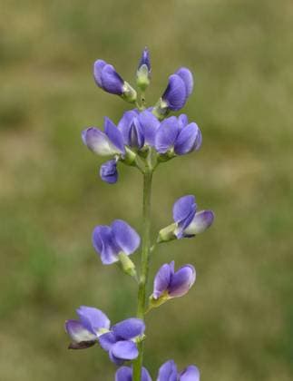 Faerberhuelse, Baptisia tinctoria, ist eine wichtige Heilpflanze mit blauen Blueten und wird viel in der Medizin verwendet. Sie ist eine Staude und gehoert zu den Faerber-Pflanzen. Shell dyer, Baptisia tinctoria, is an important medicinal plant with blue flowers and is widely used in medicine. It is a perennial and belongs to the dyer plants. Faerberhuelse, Baptisia australis, Tinctoria, Indigolupine *** Shell dyer, Baptisia tinctoria, is an important medicinal plant with blue flowers and is widely used in medicine It is a perennial and belongs to the dyer plants Shell dyer, Baptisia tinctoria, is an important medicinal plant with blue flowers and is widely used in medicine It is a perennial and belongs to the dyer plants Faerberhuelse, Bap