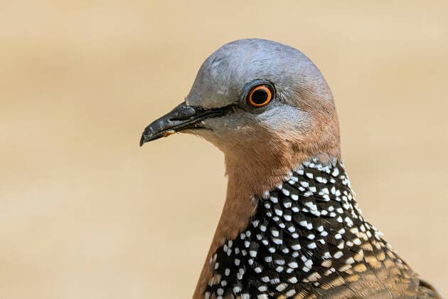 Perlhalstaube, Perlhals-Taube, Tigerhalstaube, Tigerhals-Taube, Gefleckte Perlhalstaube (Spilopelia chinensis, Streptopelia chinensis), Portrait, USA, Hawaii, Maui Spotted-necked dove, Spotted dove (Spilopelia chinensis, Streptopelia chinensis), portrait, USA, Hawaii, Maui BLWS667676 *** pearl-necked pigeon, pearlneck Dove, tiger neck pigeon, tiger neck Dove, Gefleckte Spotted Dove Spilopelia chinensis Streptopelia chinensis , Portrait, UNITED STATES, Hawaii, Maui spotted necked dove, spotted Dove Spilopelia chinensis Streptopelia chinensis , portrait, UNITED STATES, Hawaii, Maui BLWS667676 Copyright: xblickwinkel A.xHartlx