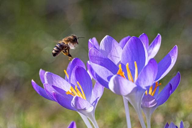Elfenkrokus, Elfen-Krokus, Dalmatiner Krokus (Crocus tommasinianus), Honigbiene fliegt Krokusblueten an, Deutschland, Bayern Early Crocus, Woodland crocus, Tomasini s crocus (Crocus tommasinianus), honey bee approaches crocus flowers, Germany, Bavaria BLWS667978 *** elf crocus, Elves Crocus, Dalmatians Crocus Crocus tommasinianus , Honeybee flies Krokusblueten on, Germany, Bavaria Early crocus, Woodland crocus, Tomasini S Crocus Crocus tommasinianus , Honey Bee Approaches Crocus flowers Germany, Bavaria BLWS667978 Copyright: xblickwinkel A.xHartlx