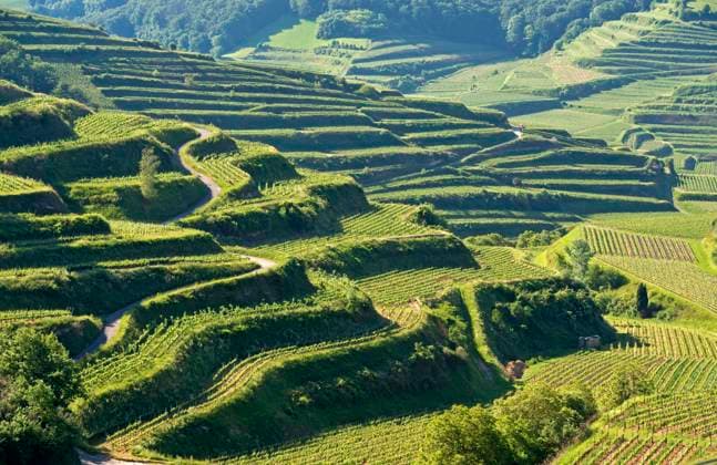 Kleinterrassiger Spalieranbau von Weinstöcken im erosionsanfälligen Lössboden des Kaiserstuhl Gebiets, Einzellage Oberbergener Bassgeige zwischen Oberbergen und Kiechlinsbergen am Aussichtspunkt Auf dem Eck, Stadt Vogtsburg, Kaiserstuhl, Baden-Württemberg, Deutschland *** Trellis cultivation of vines on small terraces in the erosion-prone loess soil of the Kaiserstuhl area, vineyard Oberbergener Bassgeige between Oberbergen and Kiechlinsbergen at the Auf dem Eck vantage point, Vogtsburg, Kaiserstuhl, Baden-Württemberg, Germany *** Small trellis cultivation of vines on small terraces in the erosion prone loess soil of the Kaiserstuhl area, vineyard Oberbergener Bassgeige between Oberbergen and Kiechlinsbergen at the viewpoint Auf dem E