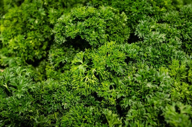 Petersilie liegt in einer Edeka Filiale in der Obst- und Gemüse Abteilung zum Verkauf aus. Rottweil Baden-Württemberg Deutschland *** Parsley is for sale in an Edeka store in the fruit and vegetables department from Rottweil Baden Württemberg Germany