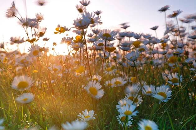  Unschärfenexperiment auf einer Blühwiese im Sommer, experimentelle Fotografie, Wiesenglockenblume mit Hahnenfuß im Gegenlicht, Biosphärenreservat Mittlere Elbe, Dessau-Roßlau, Sachsen-Anhalt, DeutschlandBiosphärenreservat Mittlere Elbe, Dessau-Roßlau, Sachsen-Anhalt, Deutschland, Europa *** blur experiment at a flowering meadow at Summer, Experimental Photography, meadow bellflower with Buttercup at backlight, Biosphere reserve Middle Elbe, Dessau Rosslau, Saxony stop, Germanybiosphere reserve Middle Elbe, Dessau Rosslau, Saxony stop, Germany, Europe Copyright: imageBROKER/VolkerxLautenbach ibxmmv08319376.jpg