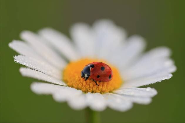 Creative Highlights World Marienkäfer (Coccinellidae) auf einer Margerite (Chrysanthemum leucanthemum), Korbblütehngewächse (Asteraceae), Bergsteig, Fridingen, Naturpark Obere Donau, Baden-Württemberg, Deutschland, Europa *** Ladybird Coccinellidae at a Marguerite Chrysanthemum Leucanthemum , daisy family Asteraceae , mountaineering, Fridingen, Nature Park Upper Danube, Bathing Wurttemberg, Germany, Europe Copyright: imageBROKER/WolfgangxVeeser ibxwve07194501.jpg