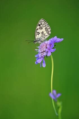 Creative Highlights World Schachbrettfalter (Melanargia galathea), Schmetterling, Wiesen-Witwenblume (Knautia arvensis), Geissblattgewächse (Caprifloiaceae), Efringen Kirchen, Oberrhein, Baden-Württemberg, Deutschland, Europa *** Chessboard folder Melanargia galathea , Butterfly, Meadows Widow s Flower Knautia arvensis , Geißblattgewächse Caprifloiaceae , Efringen churches, upper rhine, Bathing Wurttemberg, Germany, Europe Copyright: imageBROKER/WolfgangxVeeser ibxwve08323844.jpg