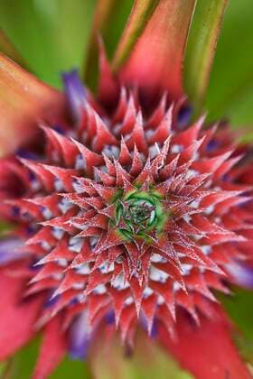 Creative Highlights World Ananas (Ananas comosus) Nahaufnahme der Blüte und der sich bildenden Frucht, Palawan-Insel, Philippinen, Januar, Asien *** Pineapple Pineapple comosus Close-up the Flower and the itself educative Fruit, Palawan Island, philippines, January, Asia Copyright: imageBROKER/FLPAx/xNicholasxandxSherryxLuxAldridge iblhoj05606061.jpg