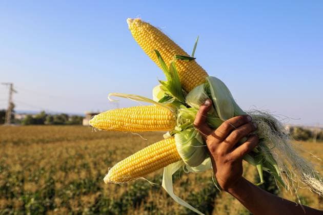 (220613) -- GAZA, June 13, 2022 -- A Palestinian man displays corn at a farm during the harvest season, in the northern Gaza Strip town of Beit Lahia, on June 12, 2022. (Photo by Xinhua) MIDEAST-GAZA-CORN RizekxAbdeljawad 