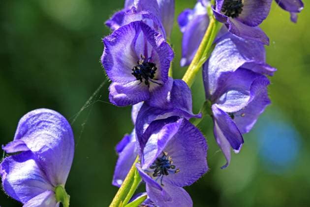 Hochgiftige Pflanzen in der Natur und Gärten Die Blüte vom Blauen Eisenhut, der als die giftigste Pflanzenart Europas gilt und in kürzester Zeit den Tod bringen kann. *** Highly toxic plants in nature and gardens The flower of aconite, which is considered the most poisonous plant species in Europe and can bring death in a very short time