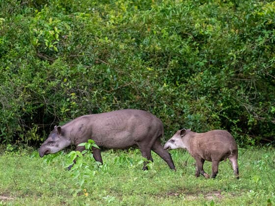 South American tapir (Tapirus terrestris), mother and calf at Pouso Allegre, Mato Grosso, Pantanal, Brazil, South America Copyright: MichaelxNolan 1112-6660