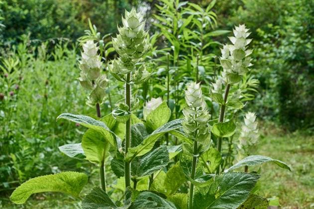 Natur Muskatellersalbei Muskatellersalbei (Salvia sclarea), auch Muskat-Salbei, Roemischer Salbei, Scharlei, Scharlauch und Scharlachkraut. Die Nutzpflanze wird als Heilpflanze und Gewuerz genutzt. 11.6.2022, Gladowshoehe *** Nature clary sage clary sage Salvia sclarea , also clary sage, red sage, scarlet sage and scarlet herb The useful plant is used as a medicinal plant and spice 11 6 2022, Gladowshoehe