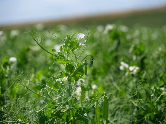 IMAGO Nature: Unsere Erde, Klimawandel, Ernährung, Pflanzen der Zukunft, Futtererbse Futtererbsen auf einem Feld in Northeim in Niedersachsen in Deutschland Futtererbsen auf einem Freilandfeld in Niedersachsen. *** Forage peas on a field in Northeim in Lower Saxony in Germany Forage peas on an open field in Lower Saxony