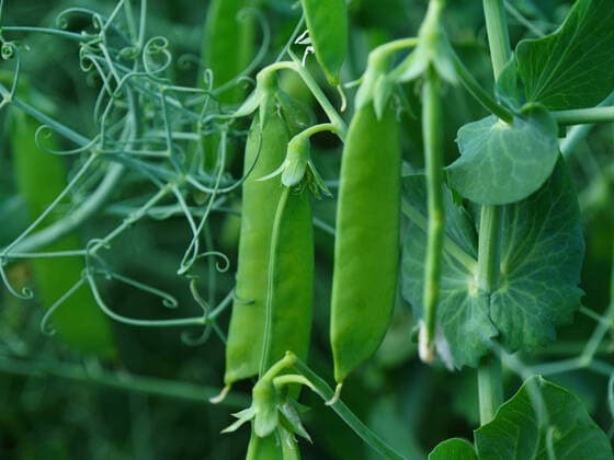 IMAGO Nature: Unsere Erde, Klimawandel, Ernährung, Pflanzen der Zukunft, Futtererbse Futtererbsen auf einem Feld in Northeim in Niedersachsen in Deutschland Futtererbsen auf einem Freilandfeld in Niedersachsen. *** Forage peas on a field in Northeim in Lower Saxony in Germany Forage peas on an open field in Lower Saxony