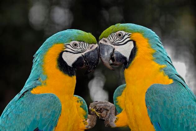 IMAGO Nature: Unsere Erde, Naturschutz, Naturschutzgebiete in Südamerika Ararauna (Ara ararauna), Paar, Pantanal, Brasilien, Südamerika *** ararauna Ara ararauna , Few, pantal, Brazil, South America Copyright: imageBROKER/IngoxSchulz ibxisb08327466.jpg