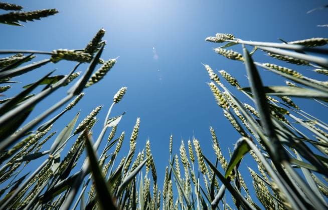 Ein grünes Weizenfeld vor blauem Himmel. Rottweil Baden-Württemberg Deutschland *** A green wheat field against blue sky Rottweil Baden Württemberg Germany