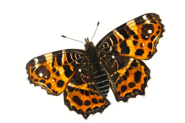 Map butterfly (Araschnia levana), Lorsch, Hessen, Germany. April. Meetyourneighbours.net project  1550752 MYNxx xDirkxFunhoff