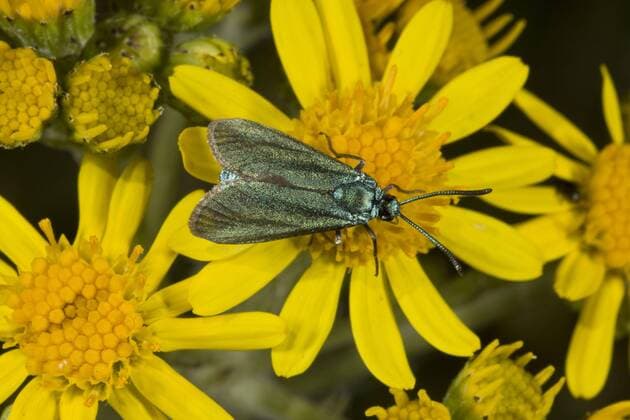  Ampfer-Grünwidderchen (Zygaenidae), Sauerampfer-Grünwidderchen (Adscita statices), Gemeines Grünwidderchen, Andere Tiere, Insekten, Schmetterlinge, Tiere, Common Forester *** Dock Green ram Chen Zygaenidae , Sorrel Green ram Chen Adscita statices , Gemeines green widow, other Animals, Insects, butterflies, Animals, Common Forester Copyright: imageBROKER/FLPAx/xBobxGibbons iblhoj05604120.jpg