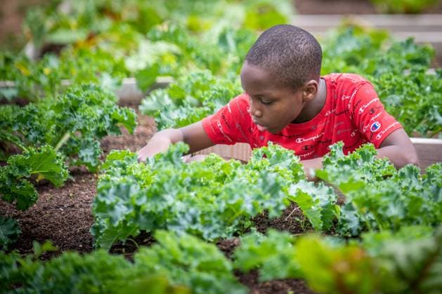 IMAGO Creative: Garten, Anbau im Gewächshaus Urban Farming in Baltimore, United States Baltimore Maryland Copyright: xEdwinxRemsbergx ere_remsberg_22051846245