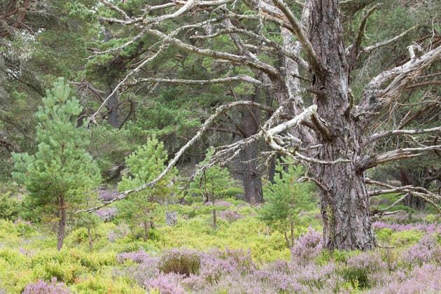 Scots pine (Pinus sylvestris) saplings and mature tree in Abernethy Forest, Abernethy National Nature Reserve, Cairngorms National Park, Scotland, UK, June  1573612 SCOTLAND:xThexBigxPicture