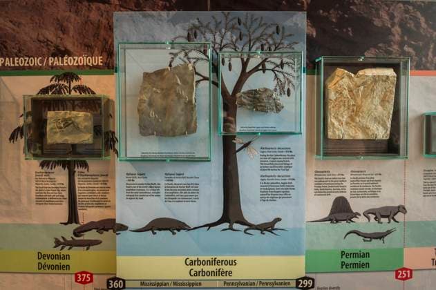 Interpretive display inside the Joggins Fossil Cliffs UNESCO World Heritage Site, Bay of Fundy, Nova Scotia, Canada. May 2017  1575739 NickxHawkins