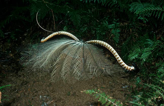 IMAGO Nature: Unsere Erde, Umweltverträgliche Herausforderungen, Regenwald Superb Lyrebird (Menura novaehollandiae) male performing, Border Range National Park, Gondwana Rainforest UNESCO World Hertiage Site, New South Wales, Australia.  1576004 JirixLochman