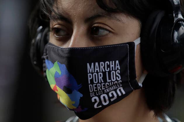 Activists Demand An End To Bullfighting In Mexico City Member of a group in favor of animals, they demonstrate in front of the facilities of GNP Seguros (partner and sponsor of Plaza MÃ xico) on Avenida de los Insurgentes in Mexico City, to demand an end to bullfighting in Mexico. Mexico City Mexico City Mexico  Copyright: xGerardoxVieyrax originalFilename: vieyra-notitle220617_npKMU.jpg